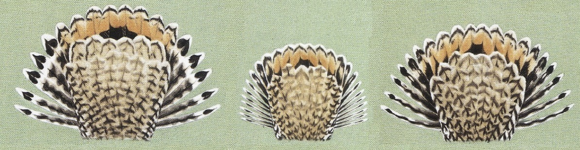 Details of the tails of snipe in Australia.